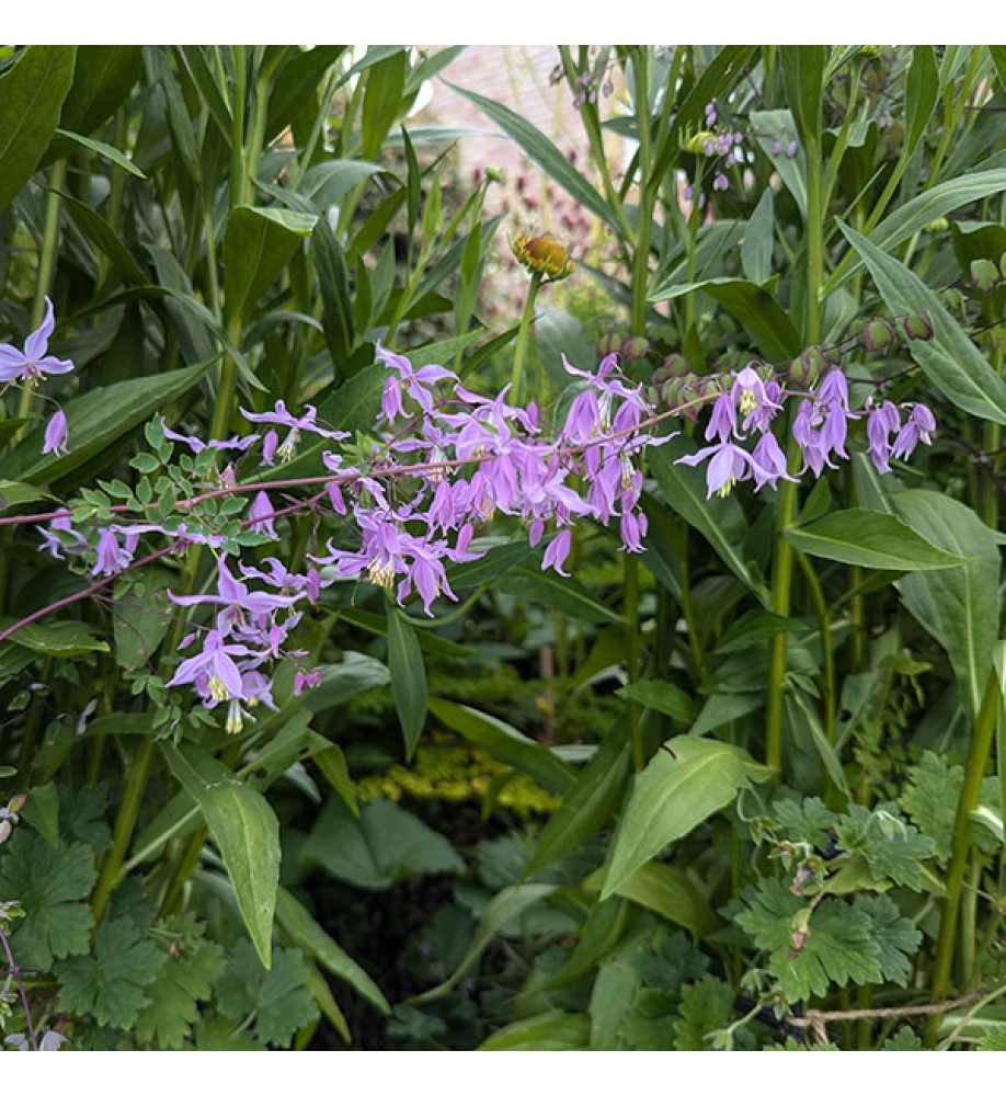 Thalictrum delavayi acuminatum (1.5lt)