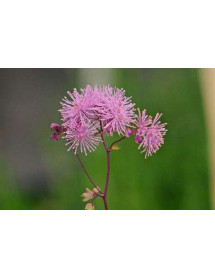 Thalictrum aquilegiifolium (1lt)