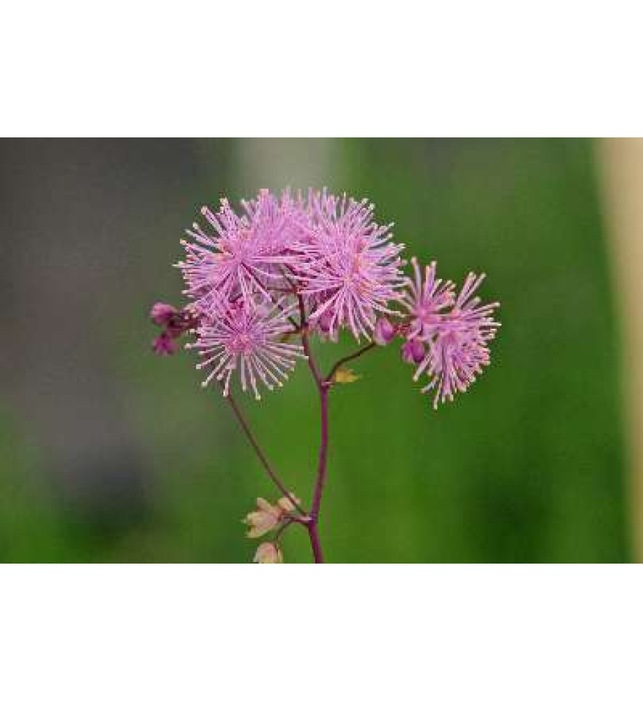 Thalictrum aquilegiifolium (1lt)