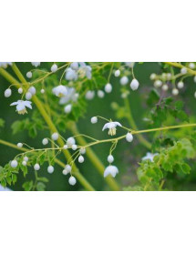 Thalictrum Splendide White (1lt)