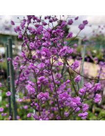 Thalictrum delavayi Hewitt's Double (0.8lt) Thalictrum delavayi Hewitt's Double (0.8lt)