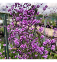 Thalictrum delavayi Hewitt's Double (0.8lt) Thalictrum delavayi Hewitt's Double (0.8lt)