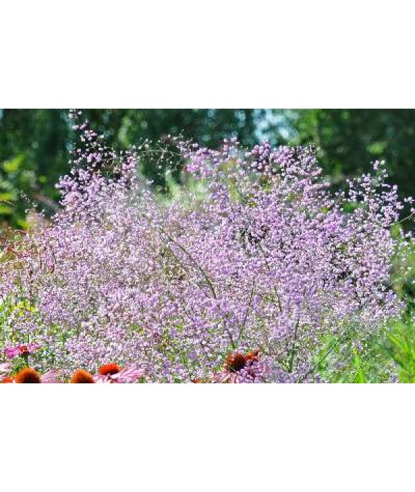 Thalictrum delavayi Hewitt's Double (1.5lt)