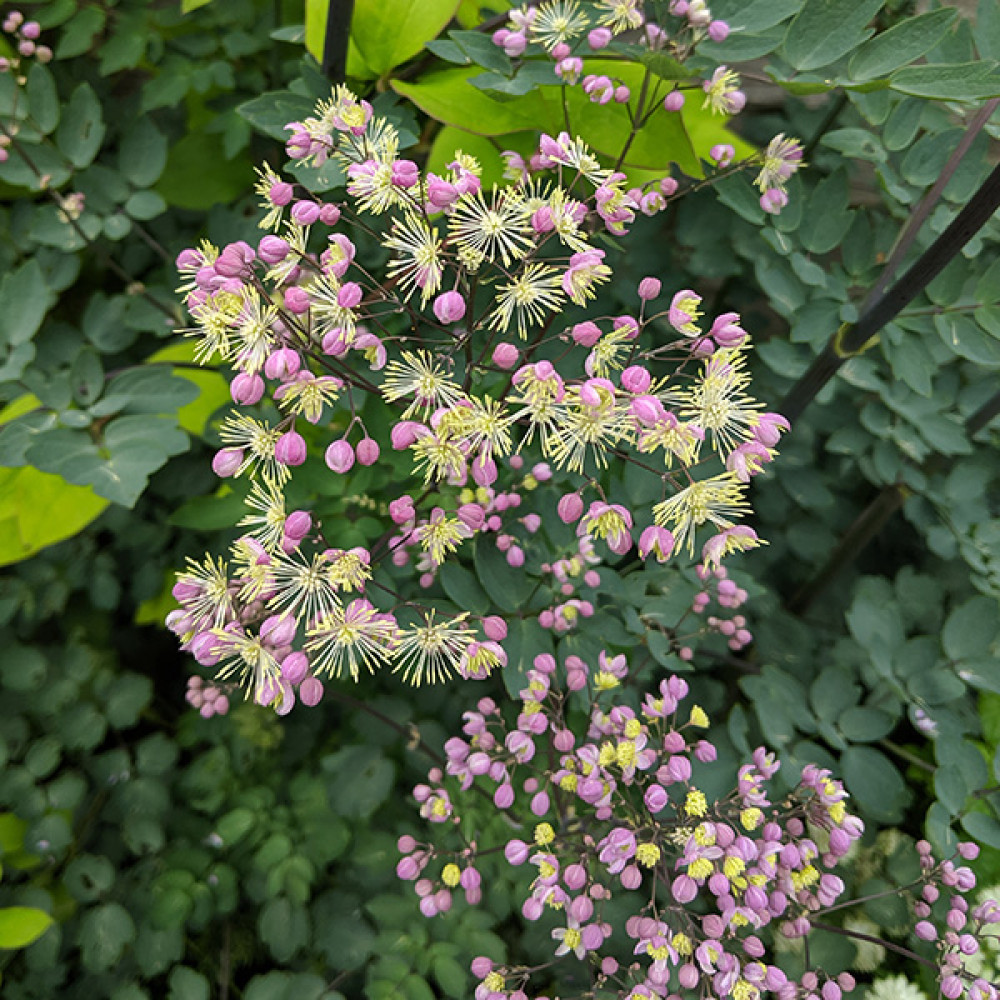 Thalictrum Elin (2lt)