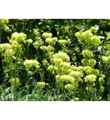 Thalictrum flavum Glaucum (2lt)