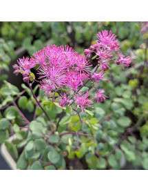 Thalictrum Little Pinkie (1lt)