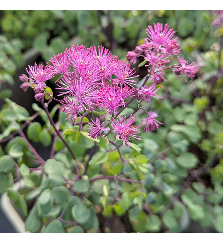 Thalictrum Little Pinkie (1lt)