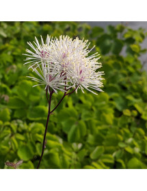 Thalictrum morisonii Nimbus White (2lt)