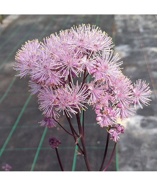 Thalictrum morisonii Nimbus Pink (1.5lt)