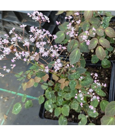 Thalictrum ichangense Purple Marble (1.5lt)