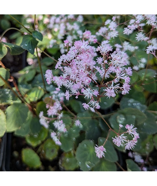 Thalictrum ichangense Purple Marble (1.5lt)