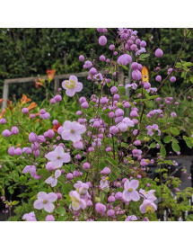 Thalictrum Splendide (2lt)