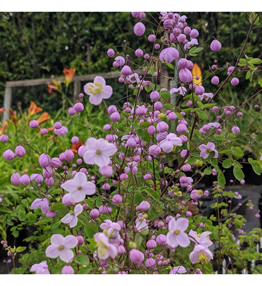 Thalictrum Splendide (2lt)