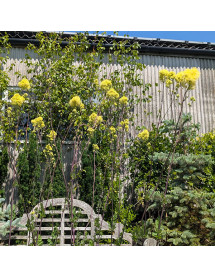 Thalictrum Tukker Princess (2lt)
