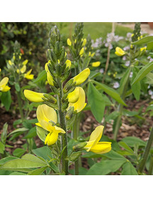 Thermopsis chinensis (3lt)