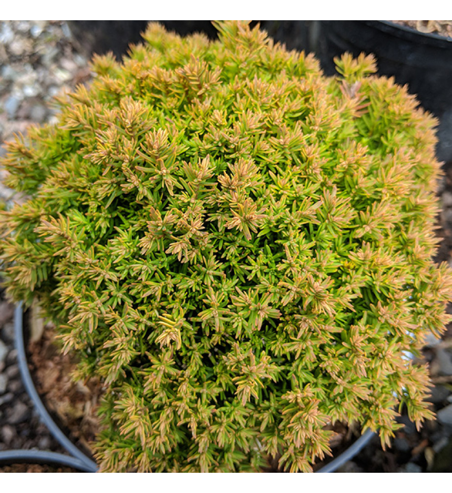 Thuja occidentalis Anniek (7.5lt)