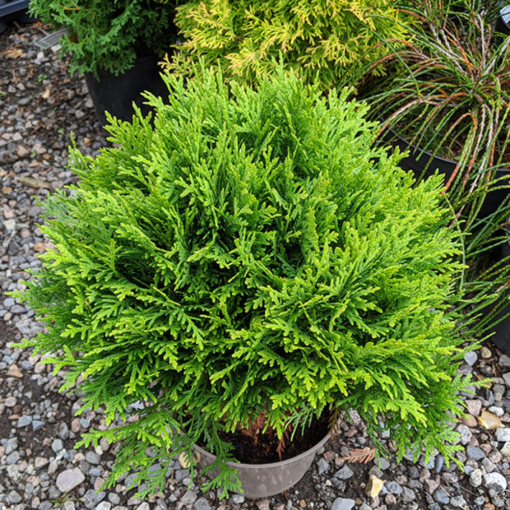 Thuja occidentalis Danica (3lt)