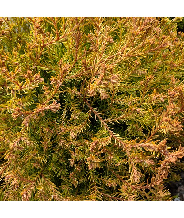 Thuja occidentalis Fire Chief (3lt)