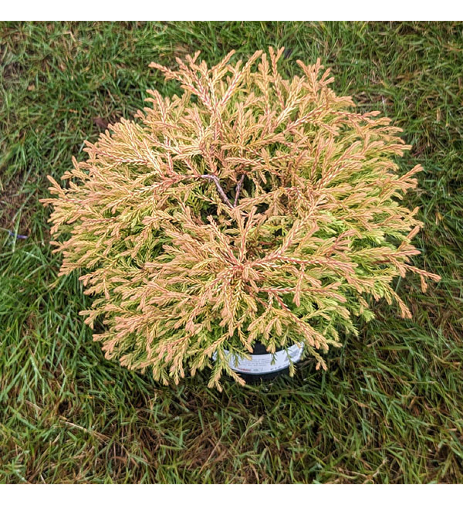 Thuja occidentalis Golden Tuffet (5lt)