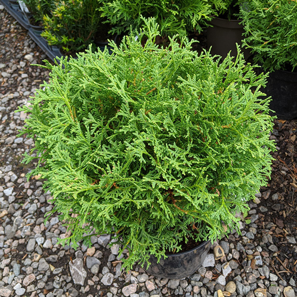Thuja occidentalis Hetz Midget (3lt)