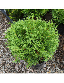 Thuja occidentalis Hetz Midget (3lt) Thuja occidentalis Hetz Midget (3lt)