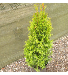 Thuja occidentalis King of Smaragd (3lt)