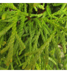 Thuja occidentalis King of Smaragd (3lt)
