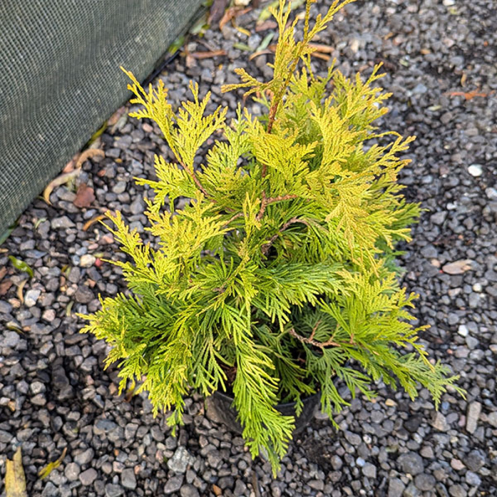 Thuja occidentalis Sunkist (3lt)