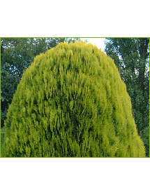 Platycladus orientalis Aurea Nana (7.5lt) Platycladus orientalis Aurea Nana (7.5lt)