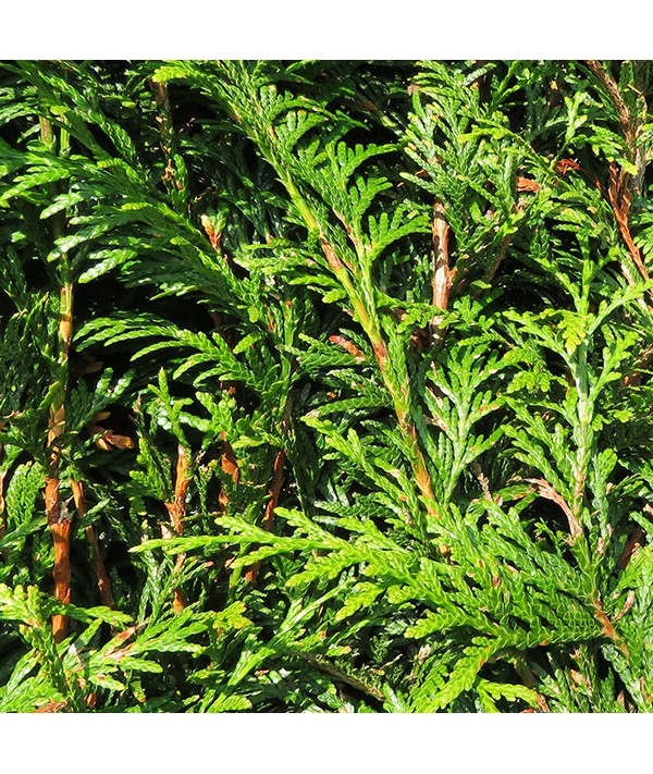 Thuja plicata Atrovirens (70lt)