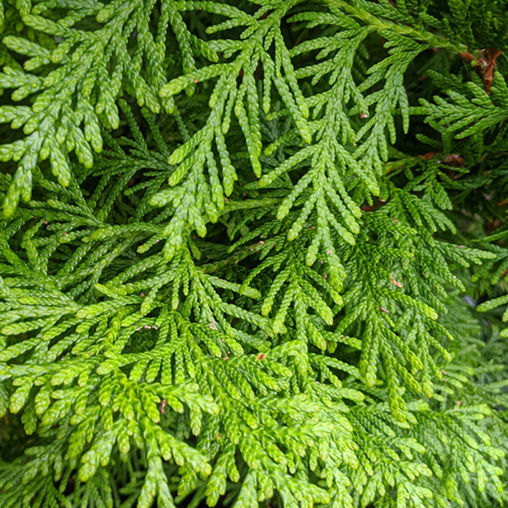 Thuja plicata Gelderland (7.5lt)
