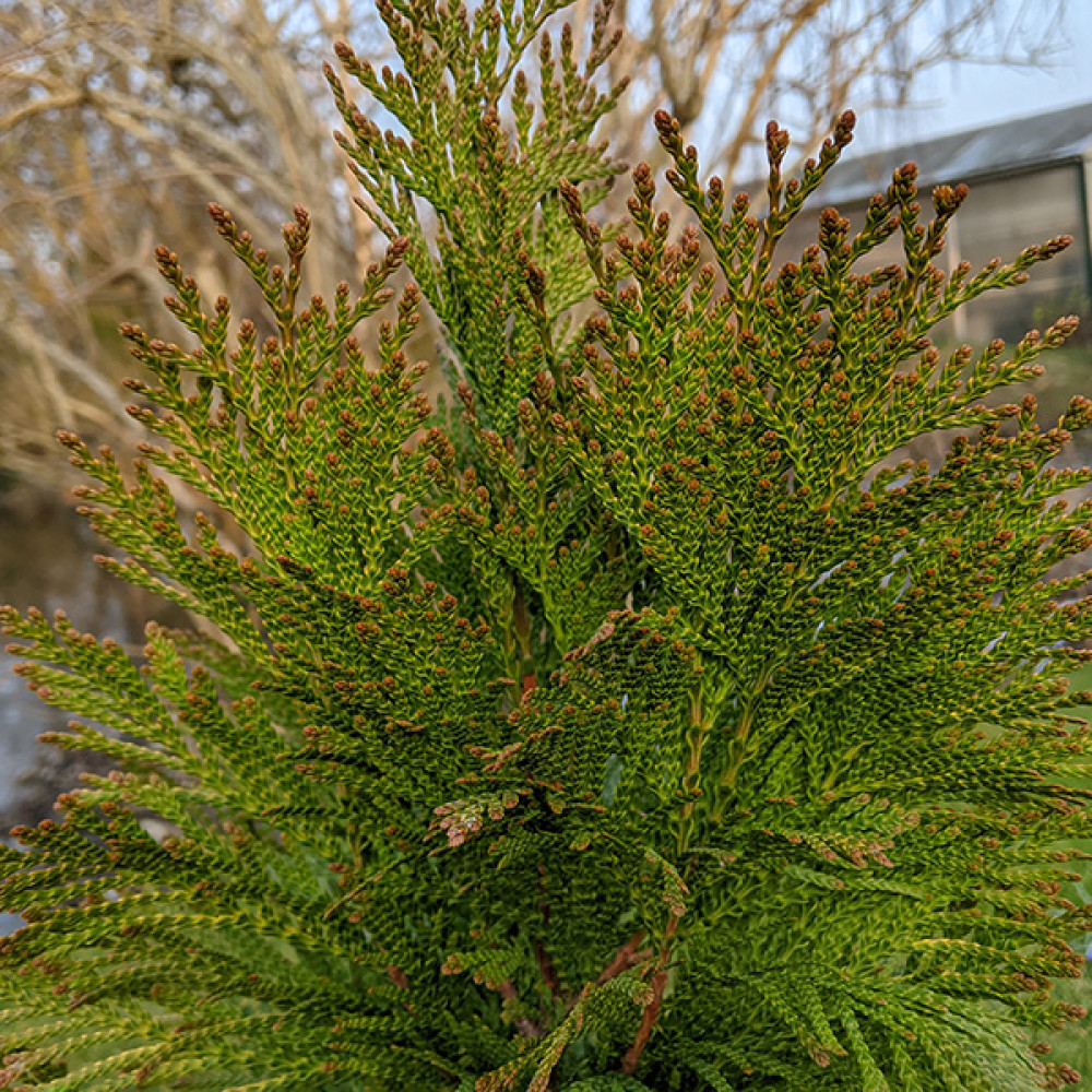 Thuja plicata Goldy (3lt)