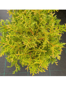 Thujopsis dolobrata Nana (7.5lt)