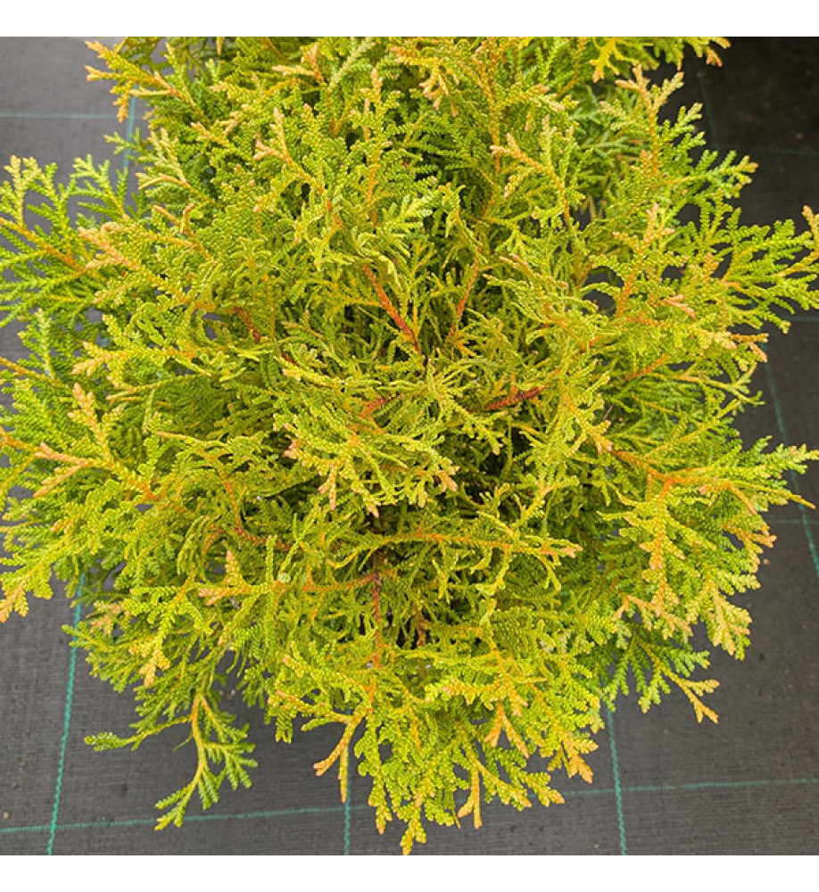 Thujopsis dolobrata Nana (7.5lt)