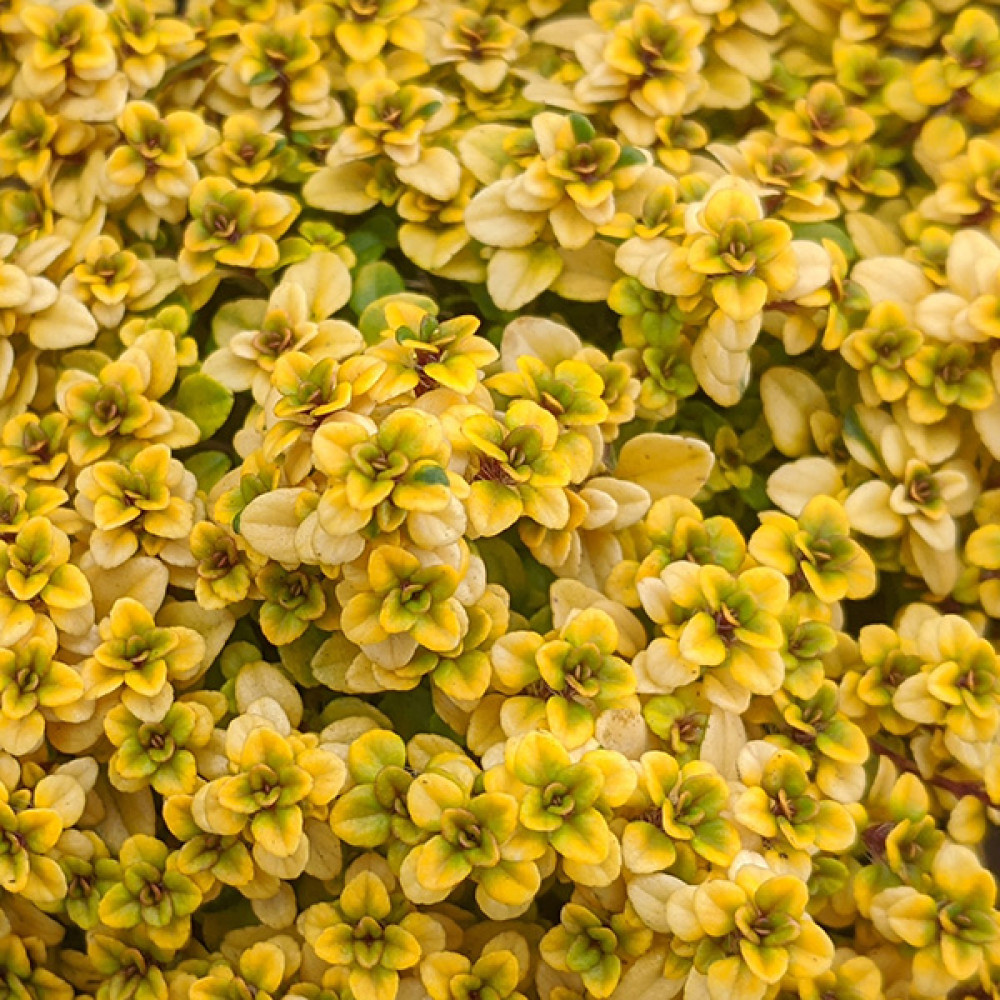 Thymus Pulegioides Archers Gold (1lt)