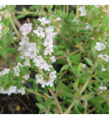 Thymus Pink Ripple (1lt)