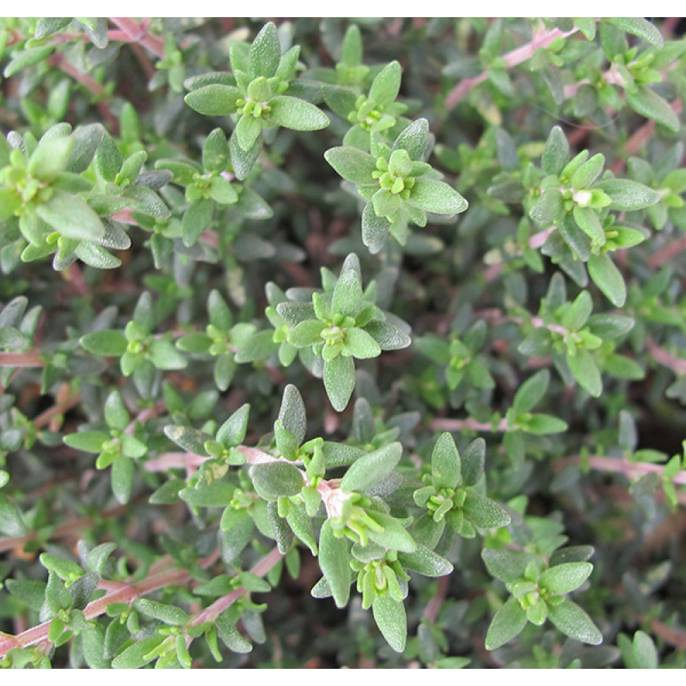 Thymus vulgaris compactus (1lt)