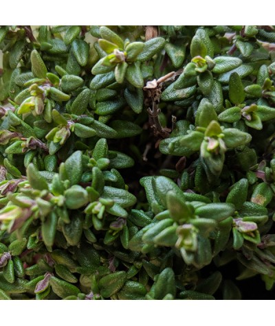 Thymus vulgaris compactus (1lt)