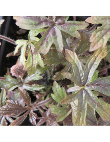 Tiarella Pink Skyrocket (1lt)