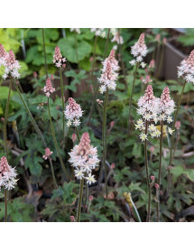 Tiarella Pink Skyrocket (1lt)