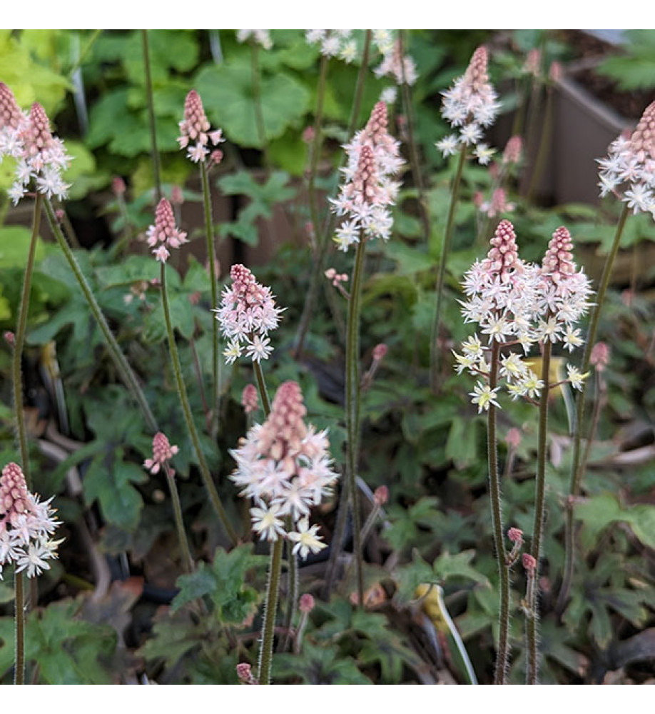 Tiarella Pink Skyrocket (1lt)