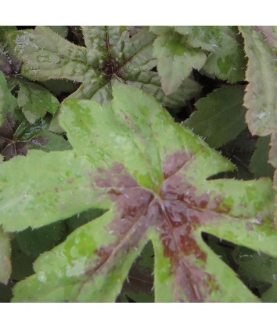 Tiarella Spring Symphony (1lt)