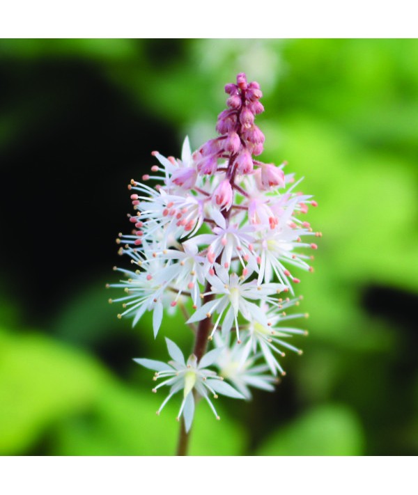 Tiarella Spring Symphony (1lt)