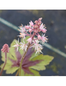 Tiarella Sugar and Spice (0.8lt) Tiarella Sugar and Spice (0.8lt)