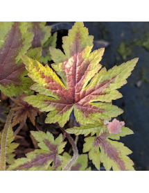 Tiarella Sugar and Spice (0.8lt)