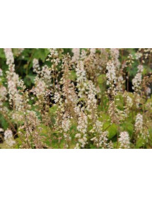 Tiarella wherryi (0.8lt)