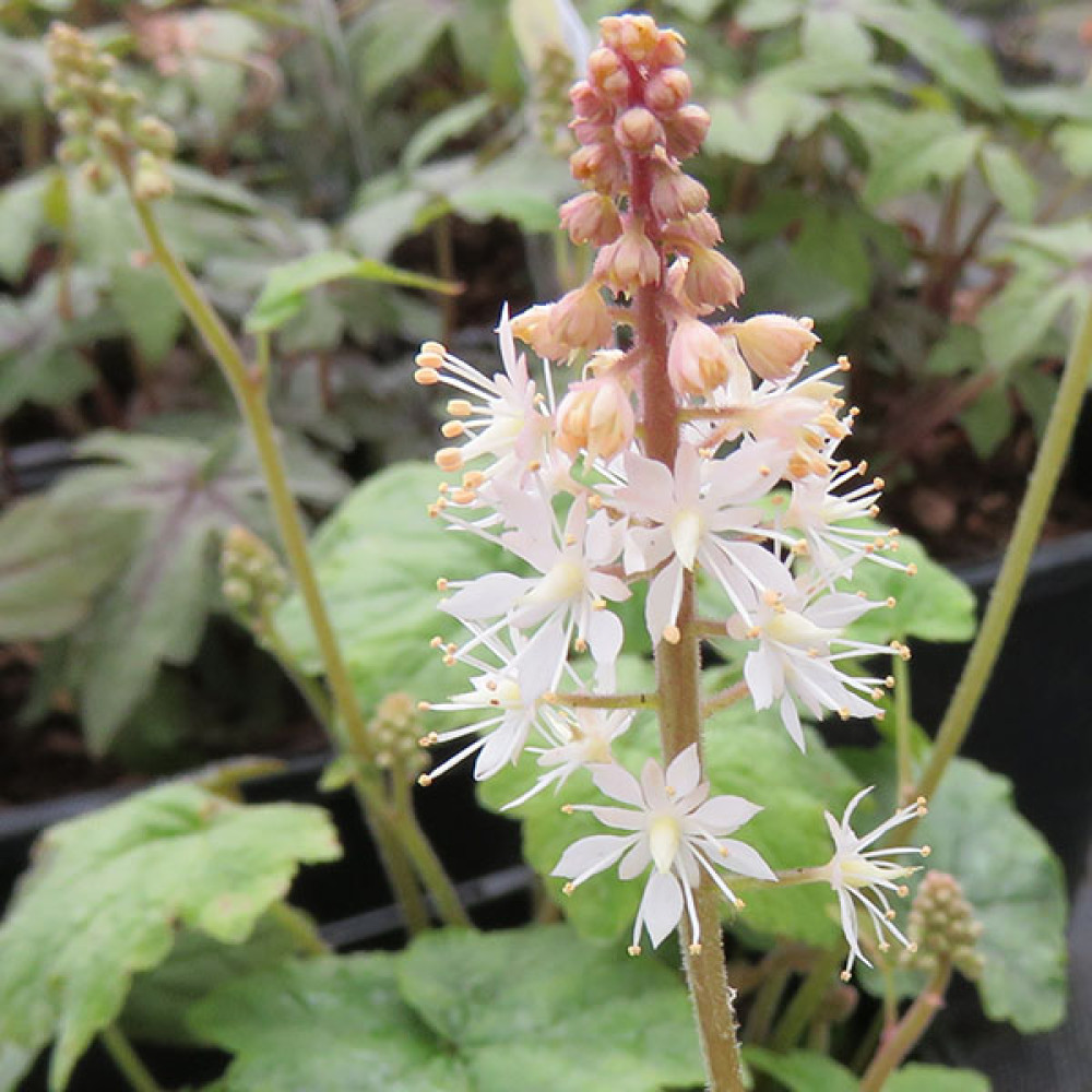 Tiarella wherryi (1lt)
