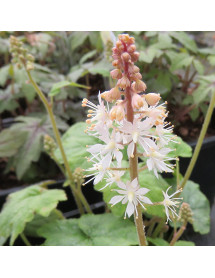 Tiarella wherryi (0.8lt)