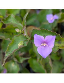 Tinantia pringlei (2lt)