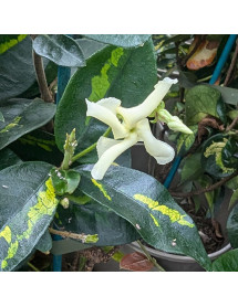 Trachelospermum asiaticum Star Wars (3lt)